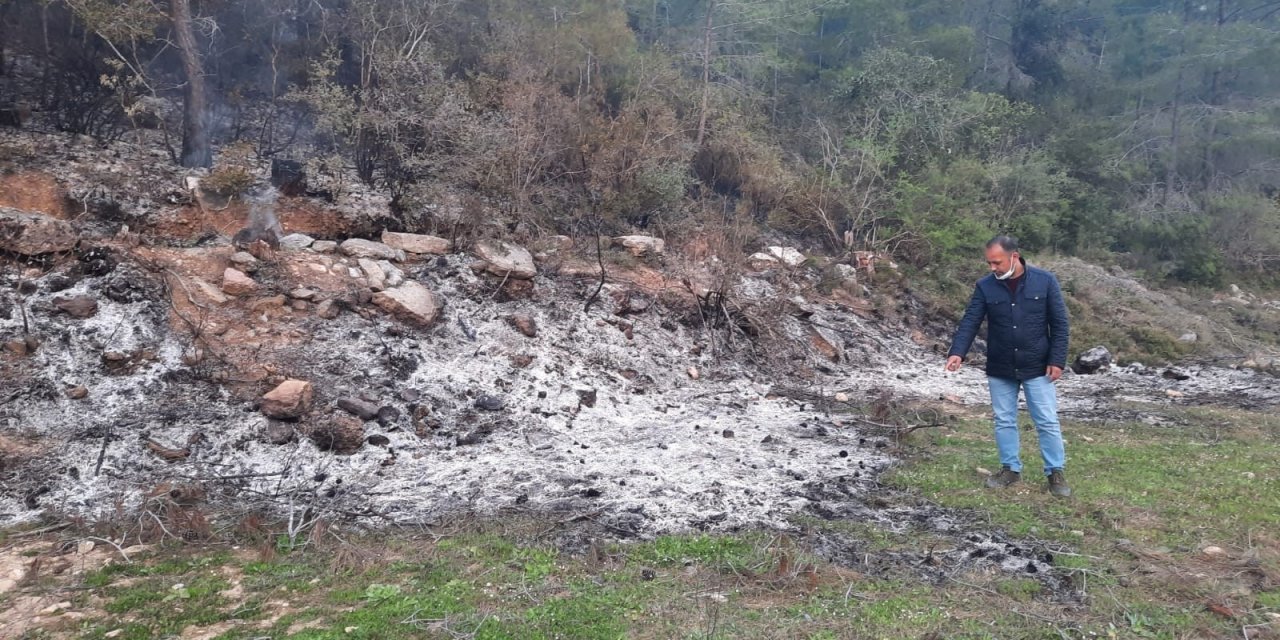 Bahçe Temizliği Sonrası Yakılan Ateş Hem Ormanı Hem Kaplumbağayı Yaktı