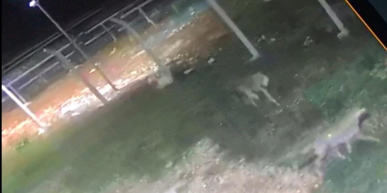 Köpeğin Peşine Düşen Kurtlar Güvenlik Kamerasında