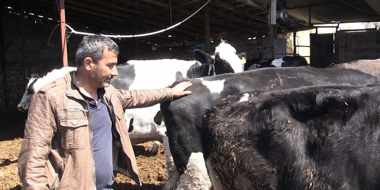 Mağdur Besiciye 3 Gebe İnek Verildi
