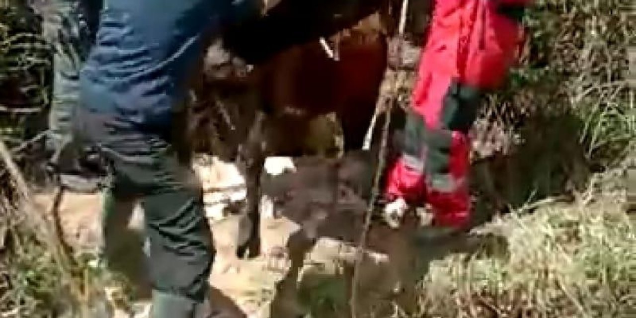 İ̇neği Kurtarmak İçin Seferber Oldular
