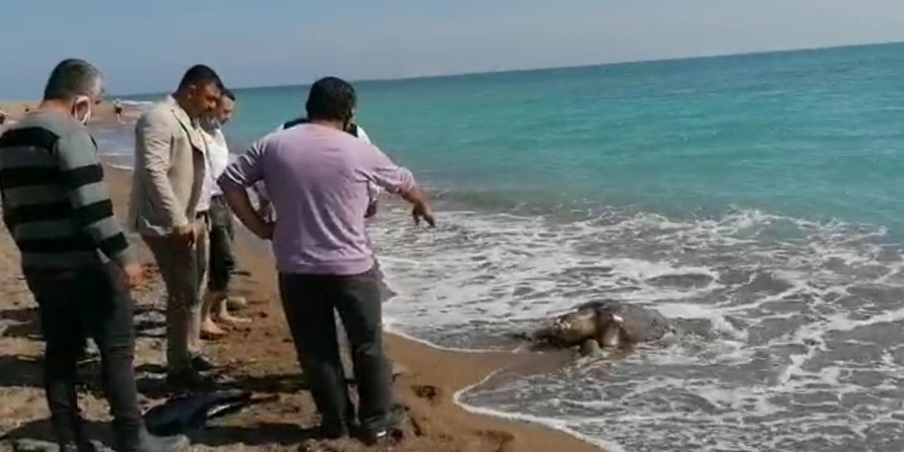 Balıkçı Ağlarına Takılan Caretta Caretta Sahile Ölü Olarak Vurdu