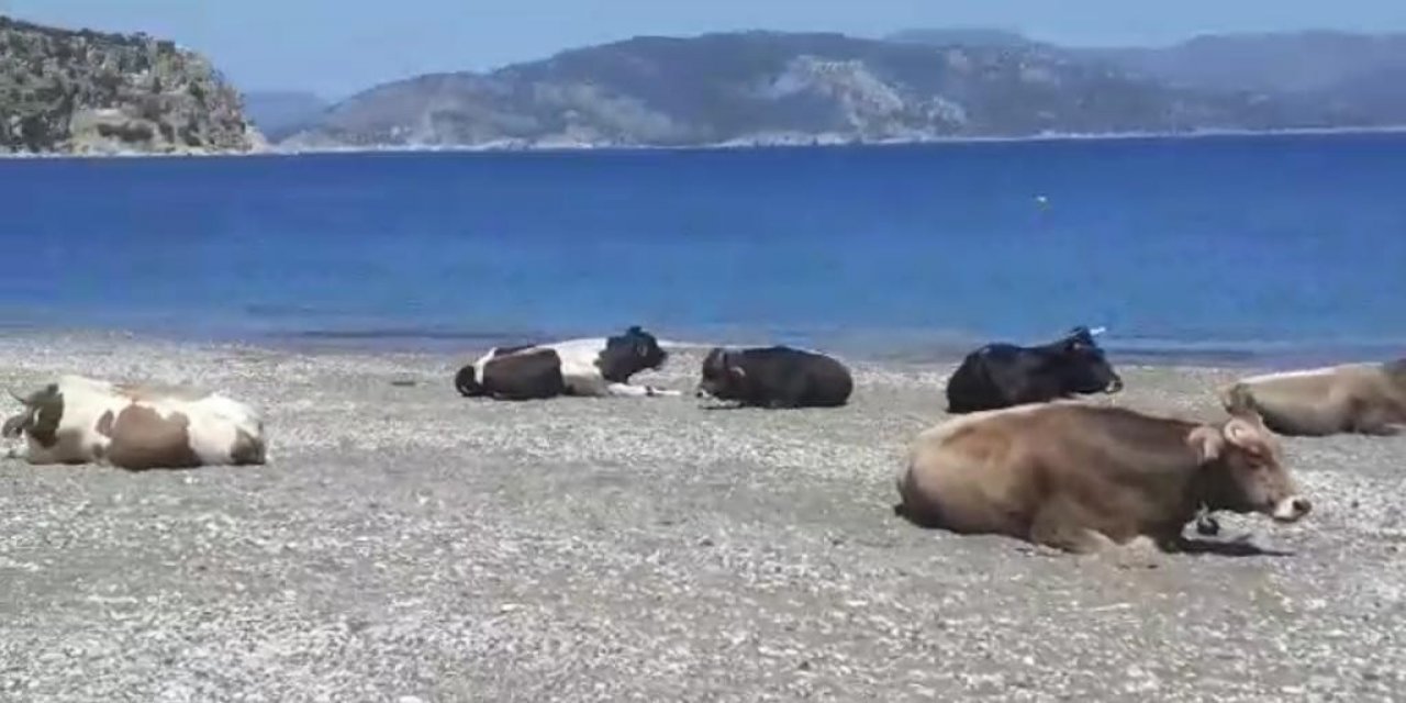 Gören Dönüp Bir Daha Baktı