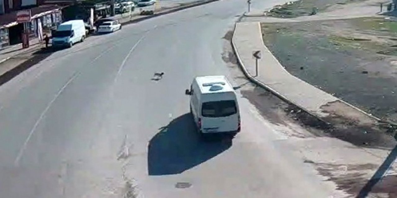 Çarptığı Köpeği Ölüme Terk Etti