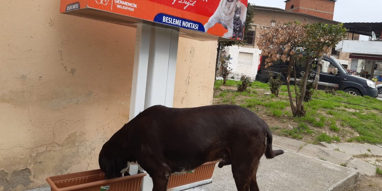 Germencik Belediyesi Sokak Hayvanları İçin Beslenme Noktaları Kuruldu