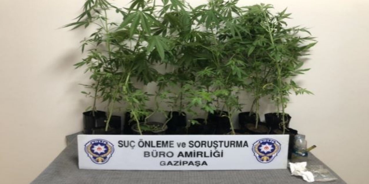 Gazipaşa’da Polisten Hint Keneviri Operasyonu