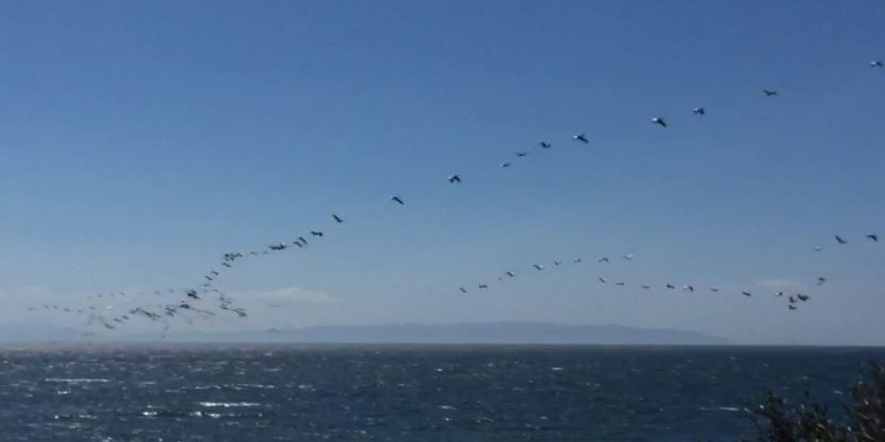 Göç Eden Pelikanlar Tekirdağ Semalarını Kapladı