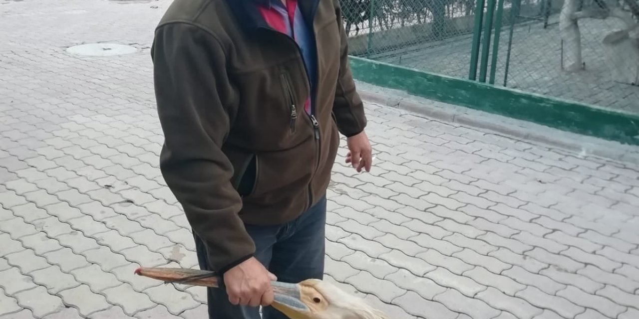 Yaralı Halde Bulunan Pelikan Tedaviye Alındı