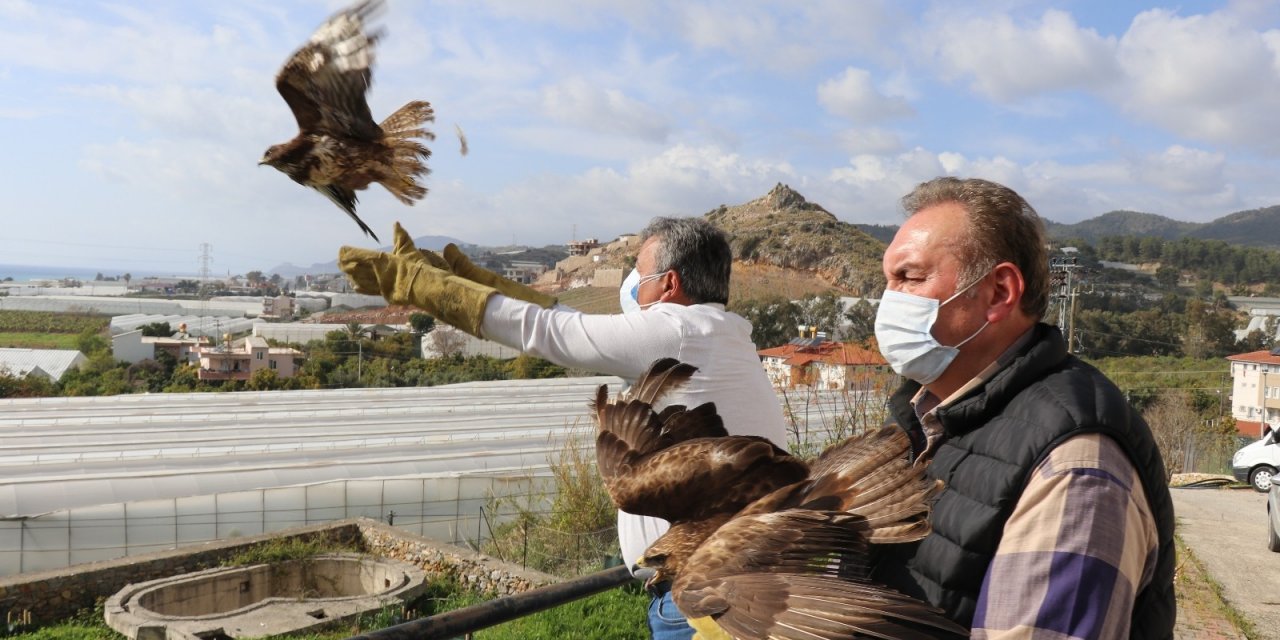 Alanya’da Tedavisi Tamamlanan 3 Şahin Doğaya Salındı