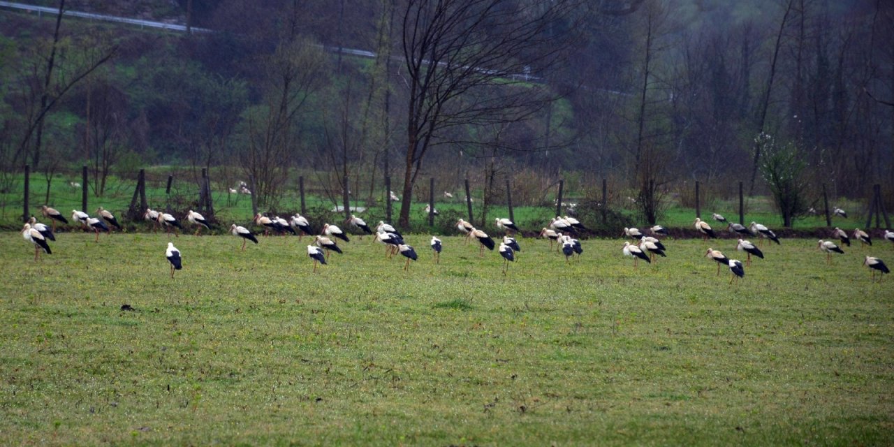 Göç Eden Leylekler Sakarya’da Mola Verdi