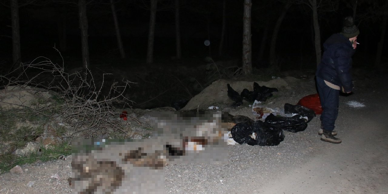 Başkent’te Patilerine Damar Yolu Açılmış Şekilde 30’un Üzerinde Ölü Köpek Bulundu