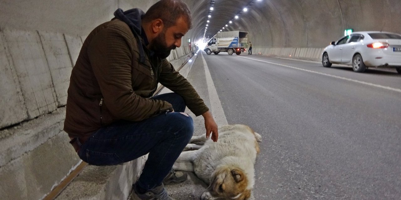 Yaralanan Köpeğinin Başından Bir An Olsun Ayrılmadı