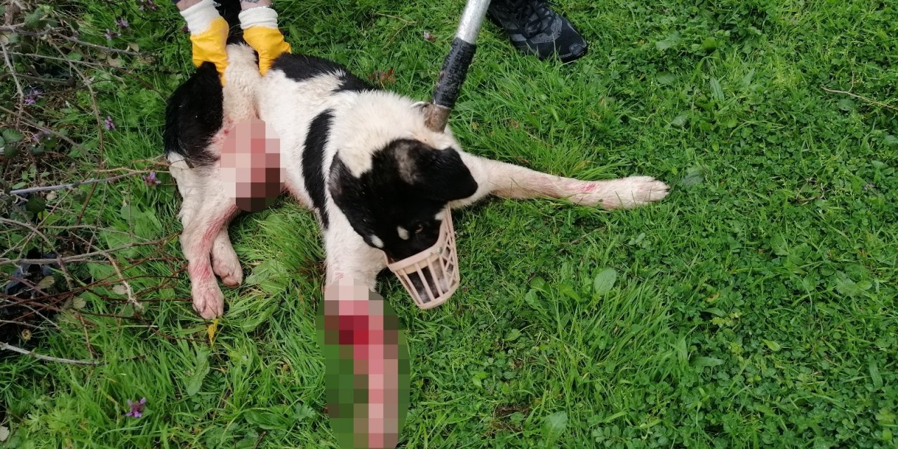 Koyunlarını Korumak İsterken Sokak Köpeğini Tüfekle Yaraladı