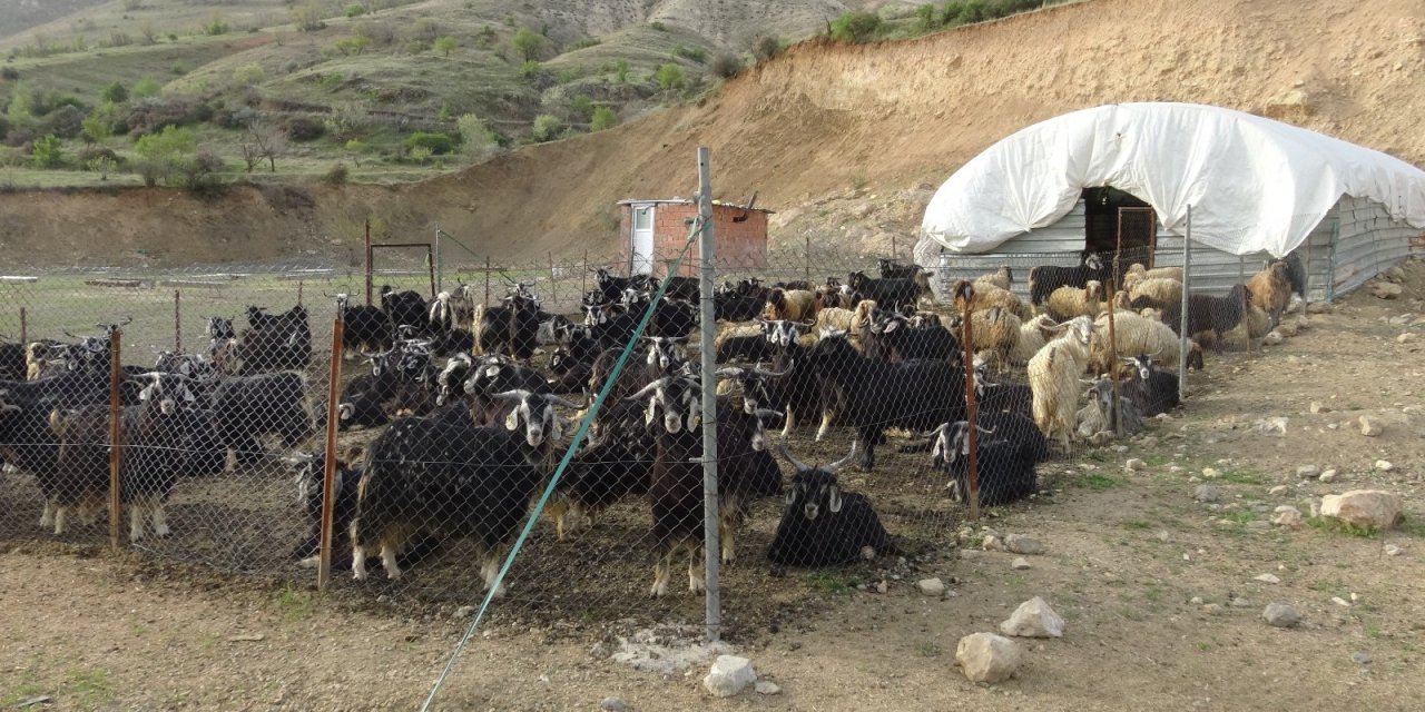 Devlet Desteği İle Sürü Sahibi Oldu