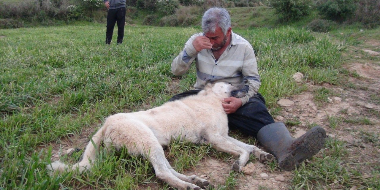 Vurularak Öldürülen Çoban Köpeğinin Başında Gözyaşlarına Boğuldu