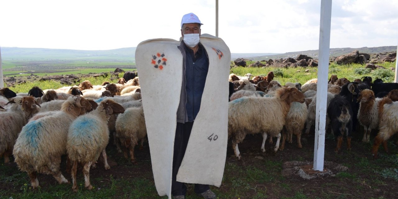 Meralar Sürülerle Şenlendi