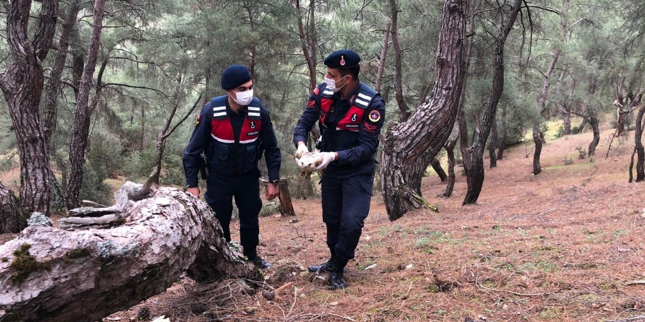 Manisa’da Yaralı Şahine Jandarma Sahip Çıktı