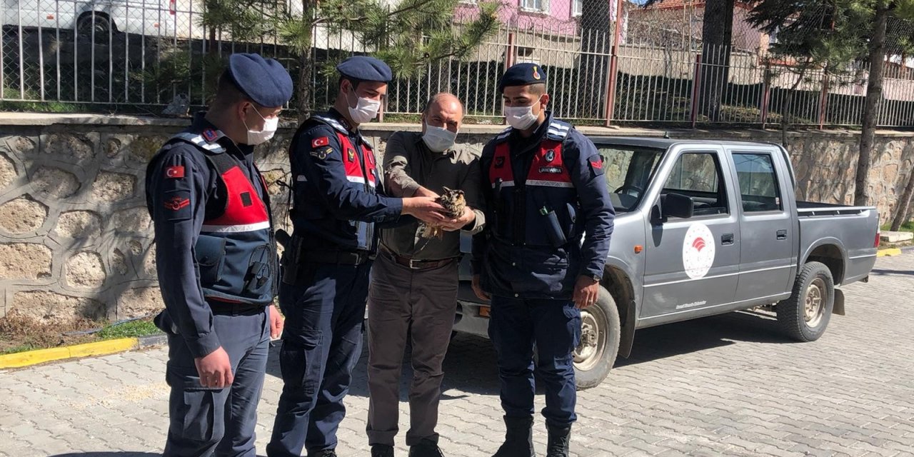 Jandarmanın Yaralı Halde Bulduğu ’kulaklı Orman Baykuşu’ Koruma Altına Alındı