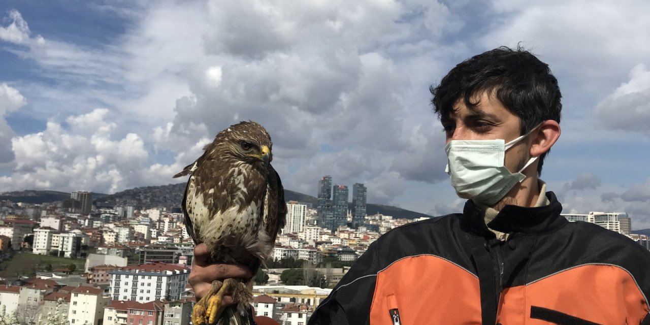 Kartal’da Aç Kalan Yırtıcı Şahin Kent Merkezine İndi