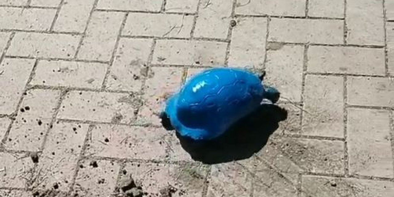 Maviye Boyanan Kara Kaplumbağasıyla İlgili Soruşturma