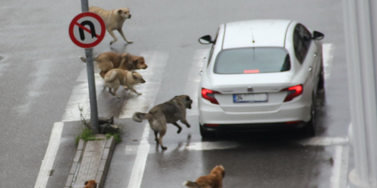 Başıboş Köpekler Yoldan Geçen Araçlara Saldırdı