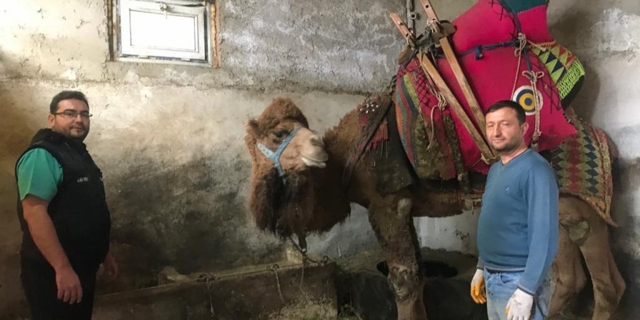 Şampiyon Deve ’çılgın Cambaz’ Yeni Sezona Hazırlanıyor