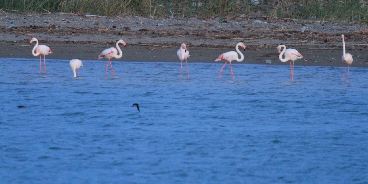 Flamingoların Fırtına Molası