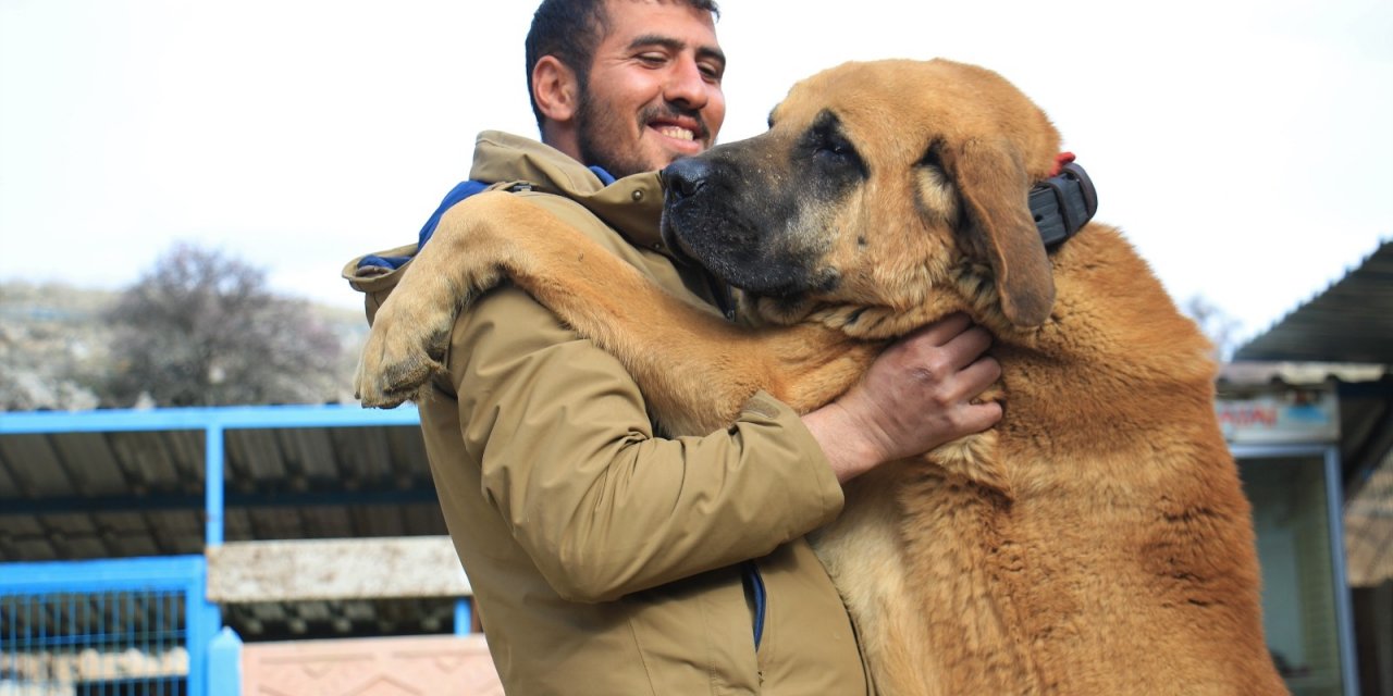 Hobisini İşe Dönüştüren Vatandaş İnsan Boyunda Çoban Köpekleriyle Çiftlik Kurdu