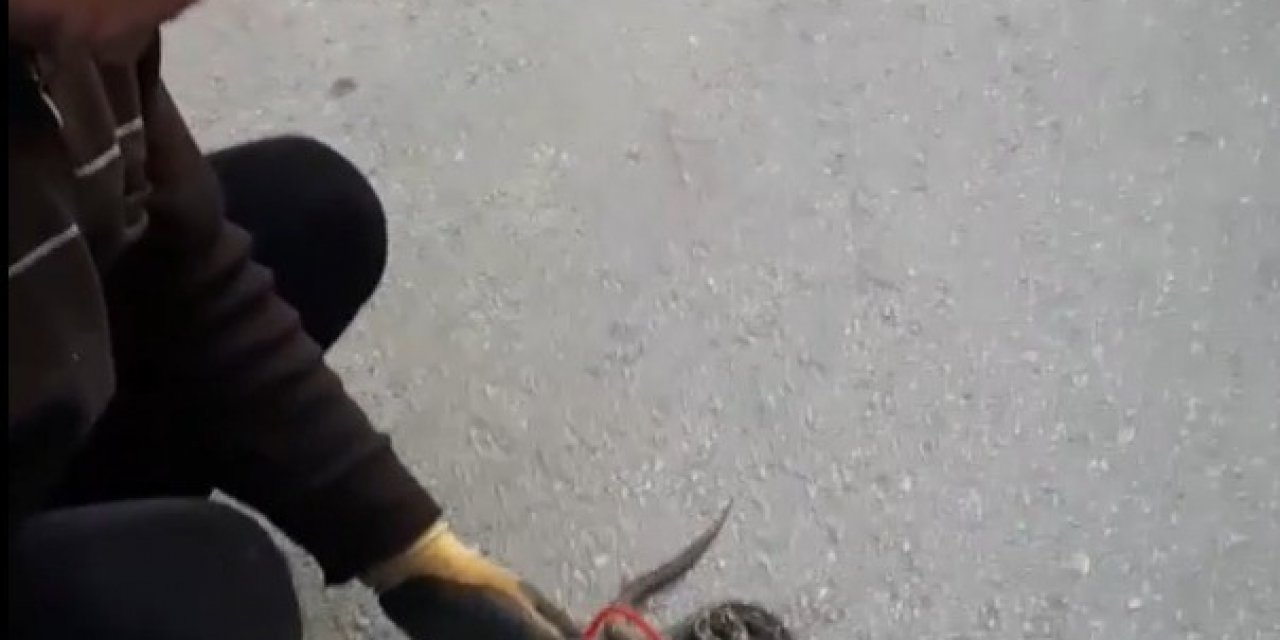 Sokakta Gördükleri Zehirli Engerek Yılanını Elleriyle Yakalayıp Bidona Soktular