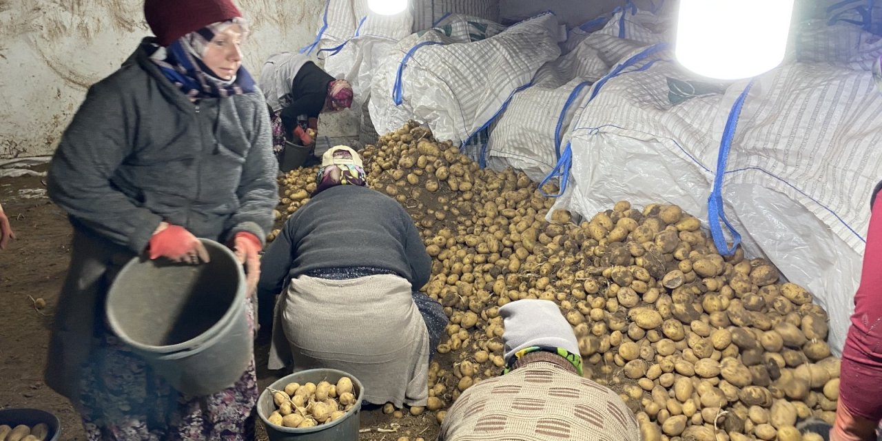 Tmo Patates Alımlarına Başladı