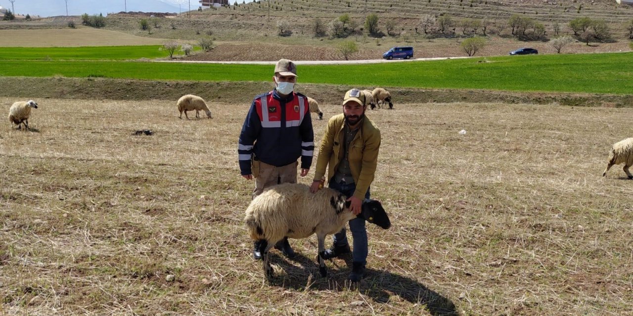 Elazığ’da Kayıp Koyunlar Jandarma Tarafından Bulundu