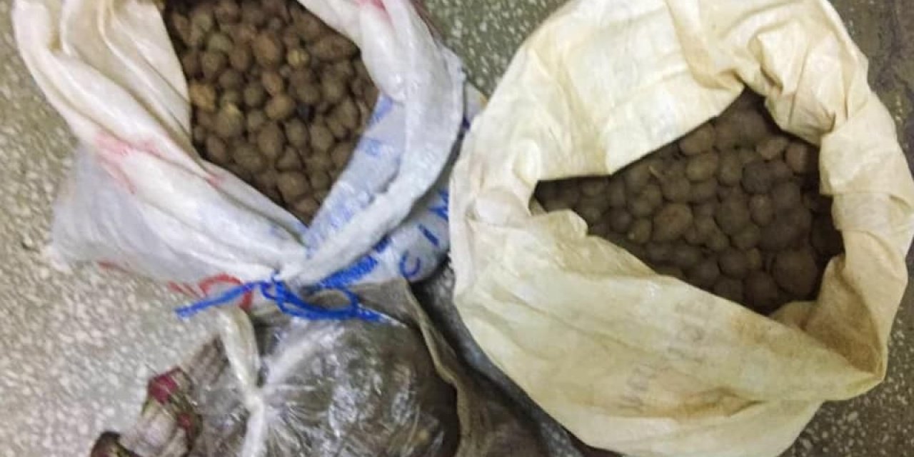 Aydın’da 30 Kilogram Orkide Yumrusu Ele Geçirildi
