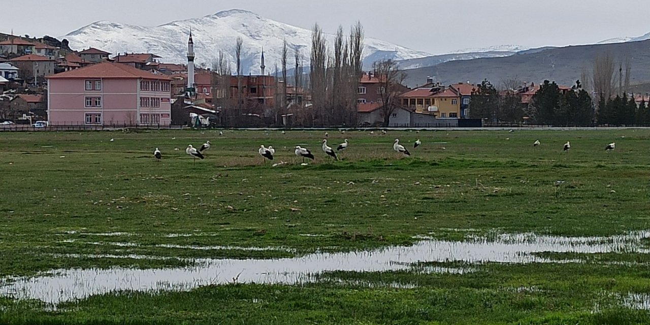 Leylekler Göç Yolunda Mahmut Köyünde Konakladı