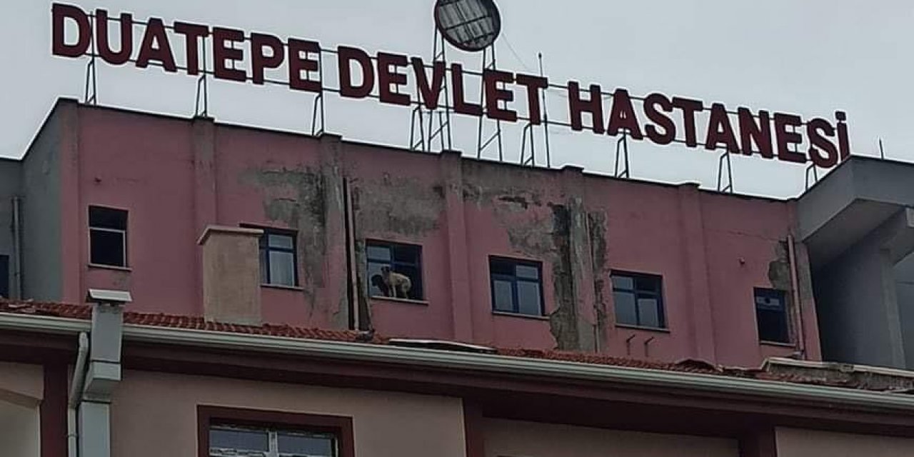 Binanın 9’uncu Katındaki Köpeğe Seslenen Vatandaş: “ne Derdin Var İntihar Etme”
