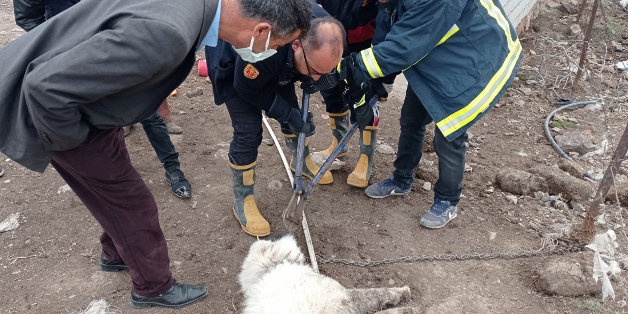 Ağzına Demir Saplanan Köpeği İtfaiye Ekipleri Kurtardı