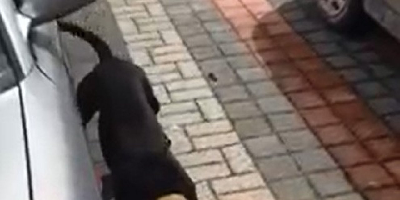 Pitbull Sokak Köpeğine Böyle Saldırdı