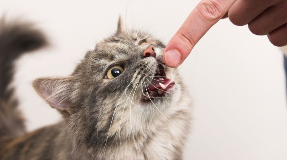 Düzce’de 32 kişiyi kedi köpek ısırdı