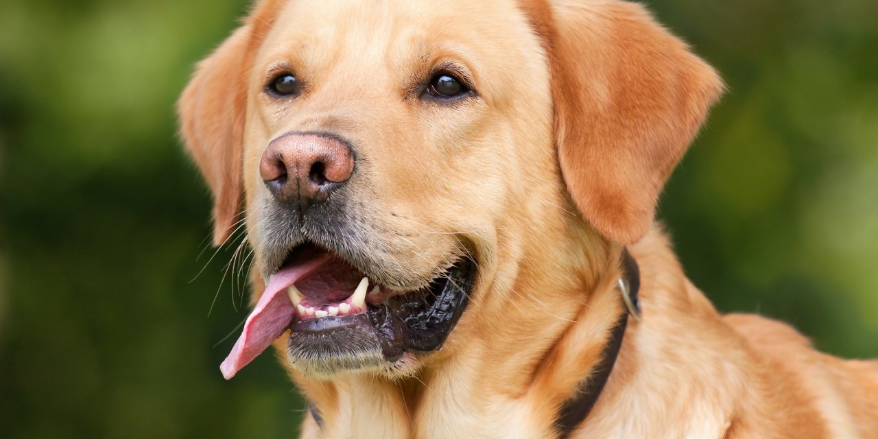 Köpeğinizi Gezdirirken Keneye Karşı Önlem Alın!