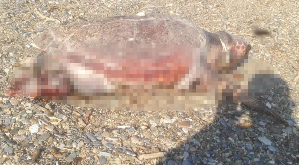 Caratta Caretta boynunda iple sahile vurdu