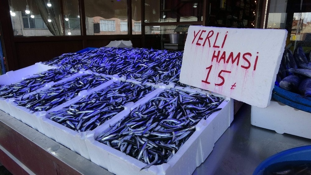 Palamut unutuldu ancak geri döndü..! Hamsi gel gitleri yaşıyor