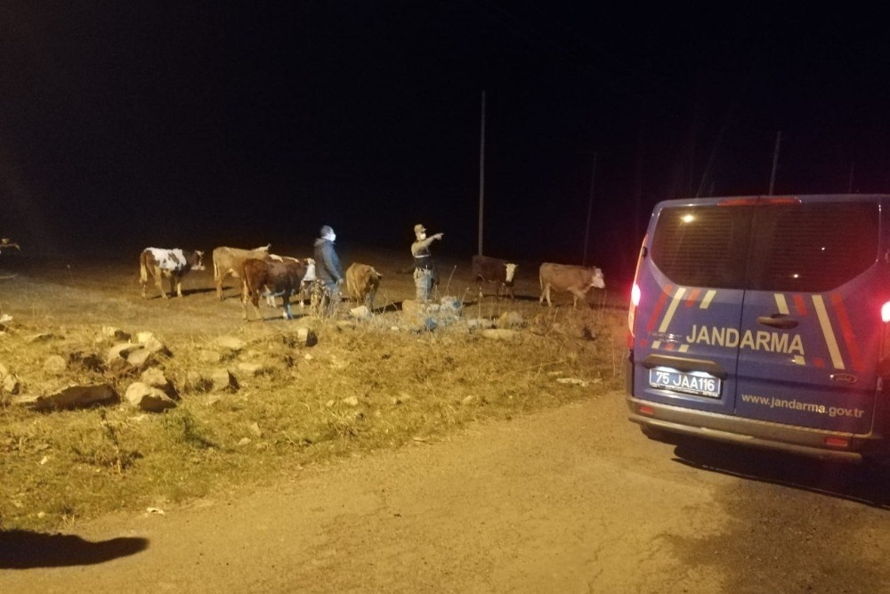 Çalınan büyükbaş hayvanları jandarma buldu