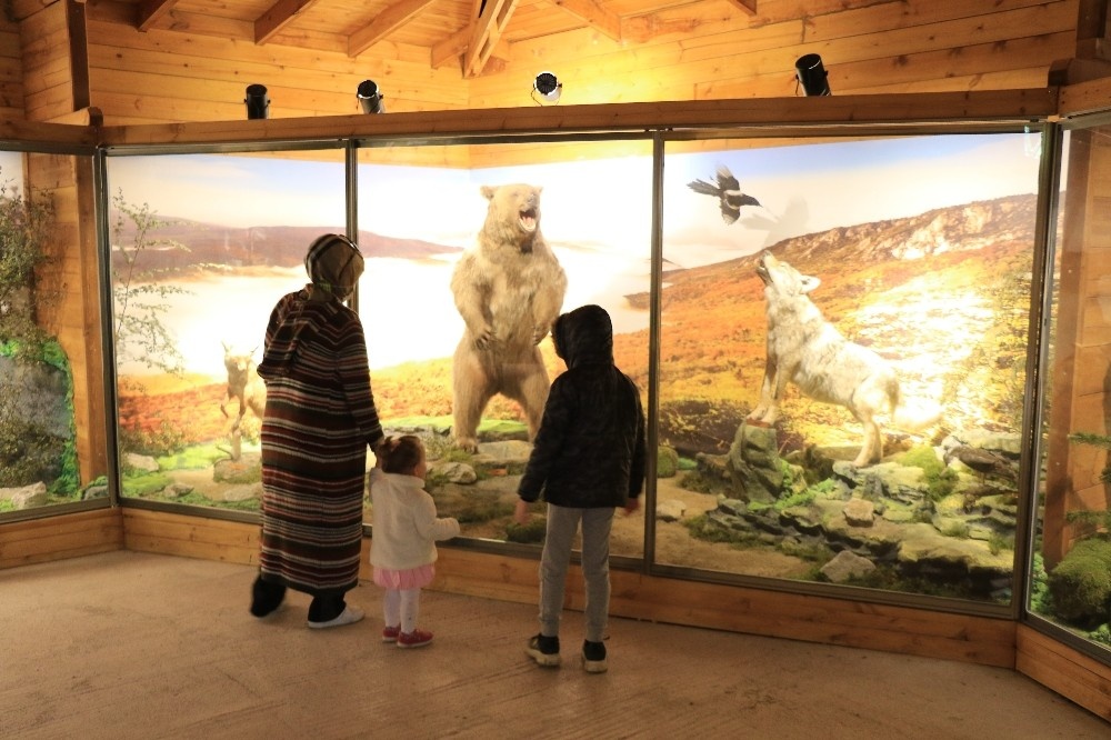 Yenice ormanlarının yaban hayatını müzede keşfediyorlar
