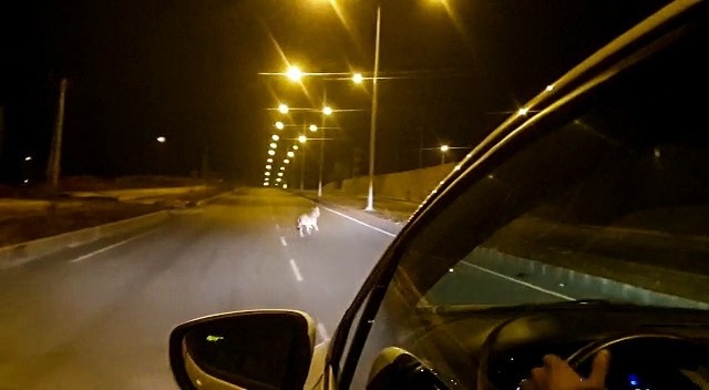 Ardahan’da kurt şehir merkezine indi