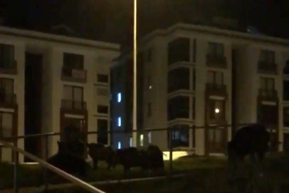 Bursa’da aç domuzlar şehire indi