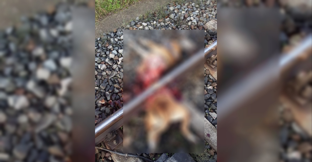 Zinciri dolanan köpek trenin altında kalarak telef oldu