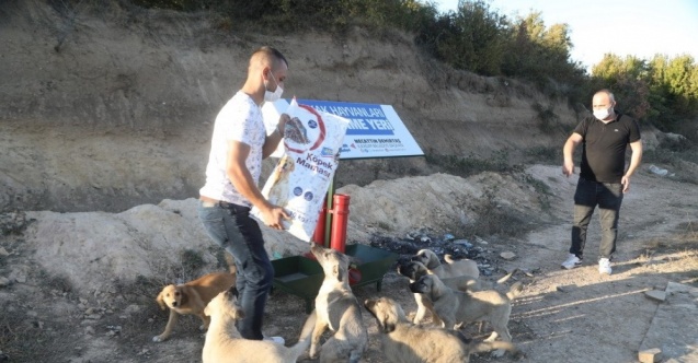 İlkadım Belediyesi : "Hayvanlara karşı kendimizi sorumlu hissediyoruz"
