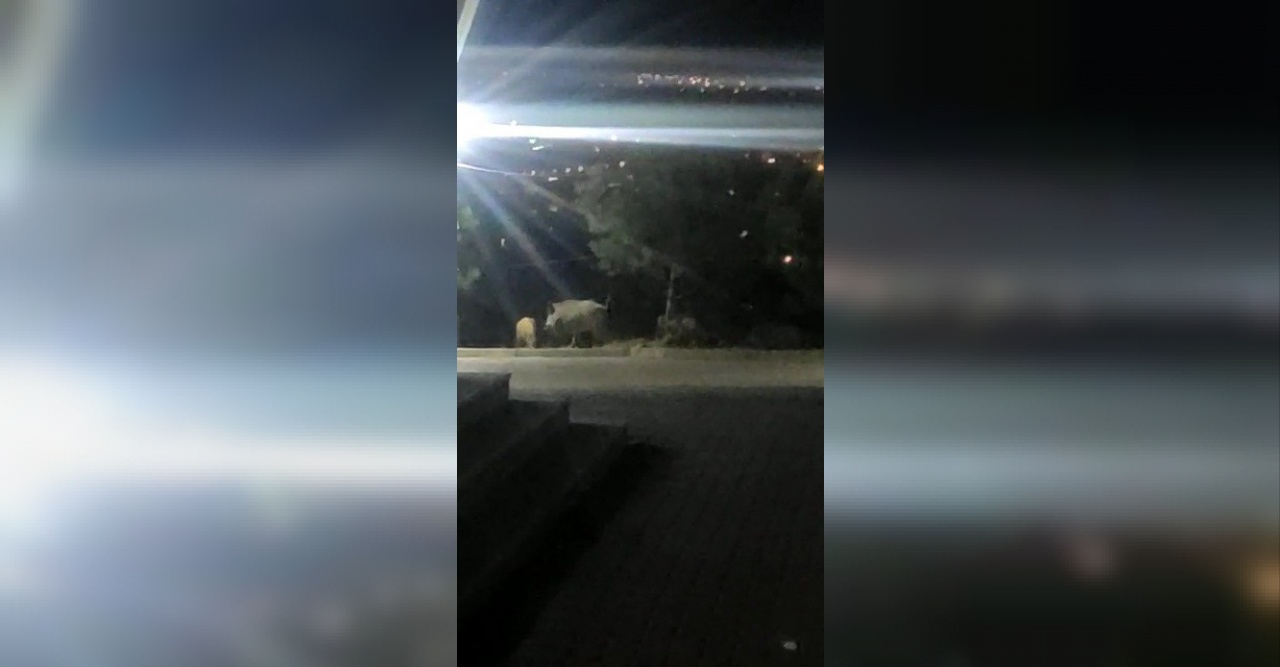 Domuz sürüsü üniversite içerisine girip yiyecek aradı