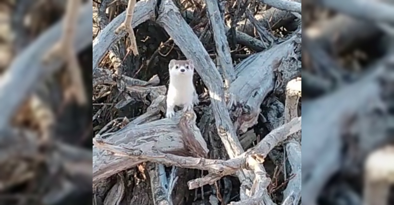 Yarısı kahverengi, yarısı beyaz gelincik görüntülendi