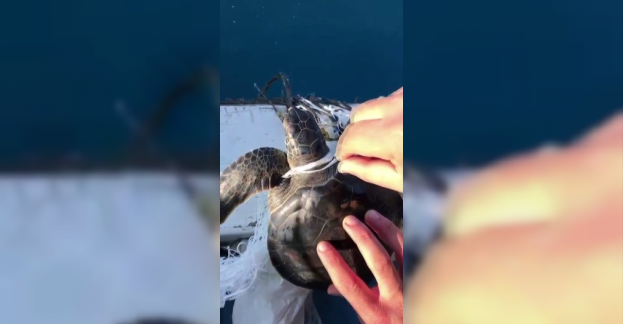 Denizdeki çöplere dolanan yavru caretta carettayı balıkçılar kurtardı