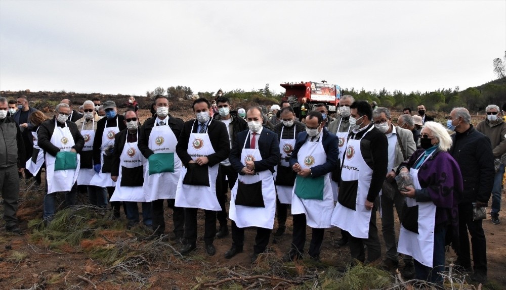 Ayvalık’ta yanan ormanlık alanlar ağaçlandırılıyor