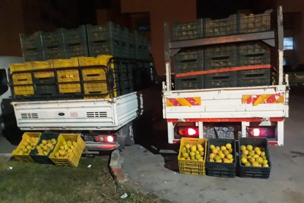 Bahçeden 10 ton portakal çaldılar